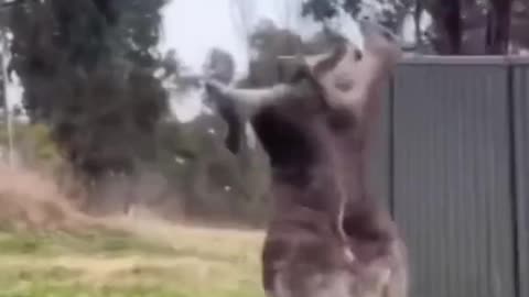 funny animal | funny animal fails | funny cat video