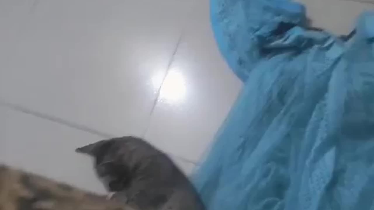 Funny Cute Cat Playing