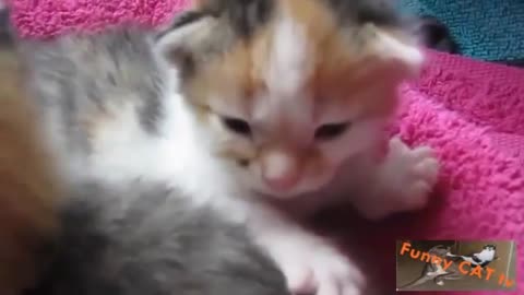 Cute Kittens With Mother Cats