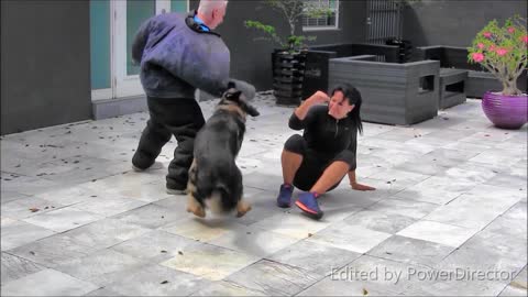 Guard Dog Training Step by Step! with a few tips!