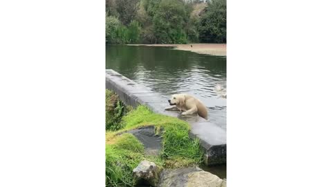 Cute Puppy_Dolden Retriever