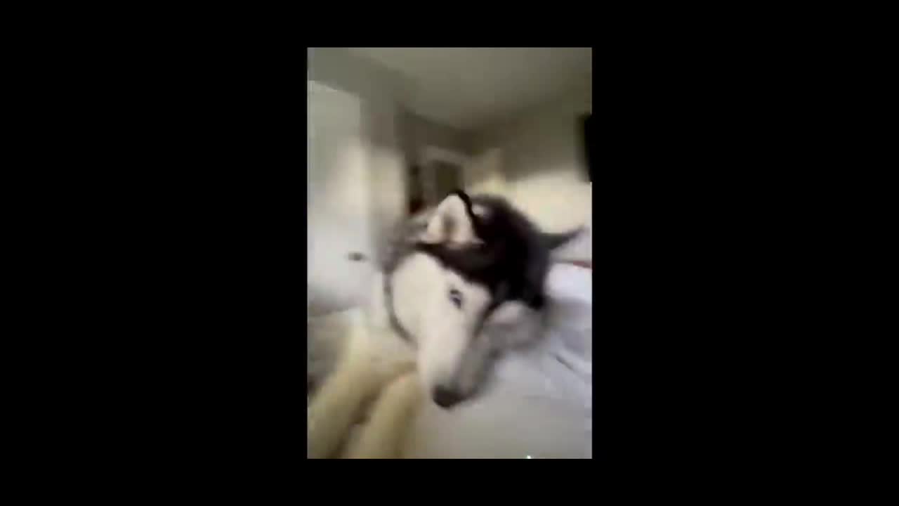 More Funny Animal Videos That Are IMPOSSIBLE Not To Laugh At 😂