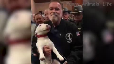 Cute Dogs And Cats That Will Make You Laugh