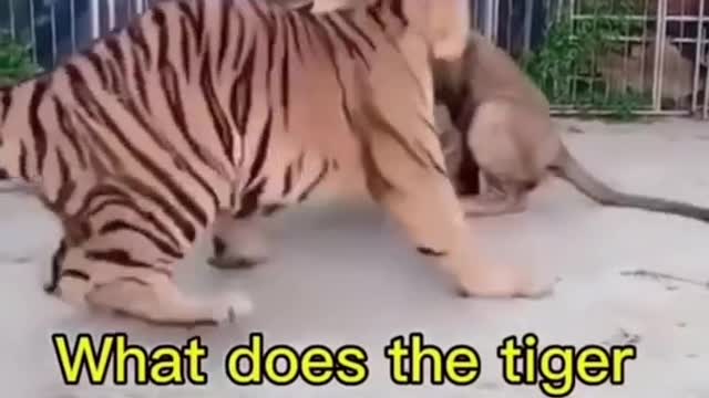 Funny TigerCats and Dogs- Fuker Funny Pet Animals Videos