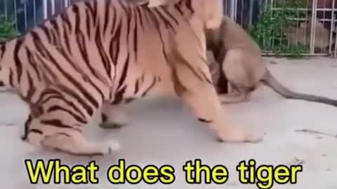 Funny TigerCats and Dogs- Fuker Funny Pet Animals Videos