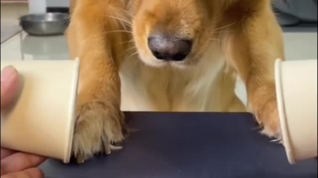 Someone deceives the dog and plays hide and seek with him, and the dog will not find hate,