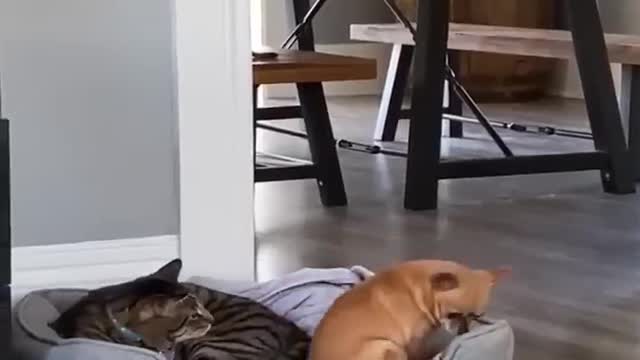 Funniest Videos 2022 Funny Cats and Dogs