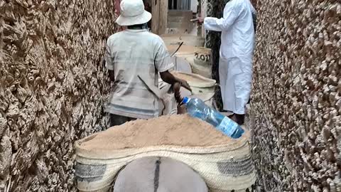 Donkey carrying sand