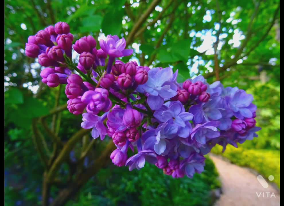 Neture flower video