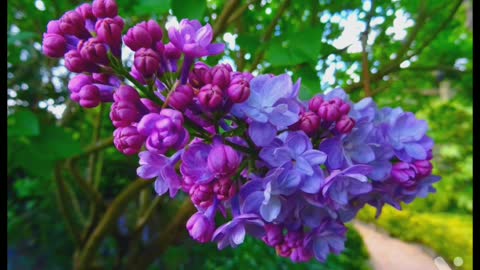 Neture flower video