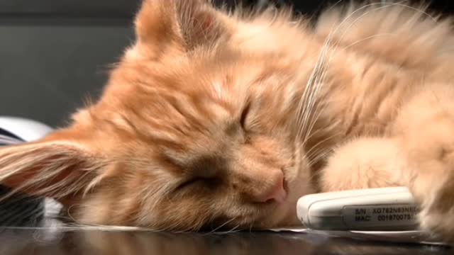 CAT FOOTAGE, CUTE CAT, FUNNY CAT