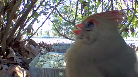 Female Cardlinal up close