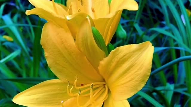 What beautiful flowers. Do they look like Petunias?