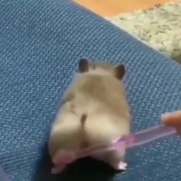 Fluffy ramster, likes affection on the buttocks!♾