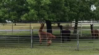 Alpaca with the reach