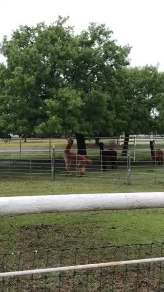 Alpaca with the reach