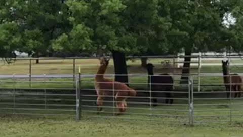 Alpaca with the reach