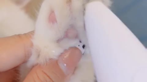 cat forced to pedicure