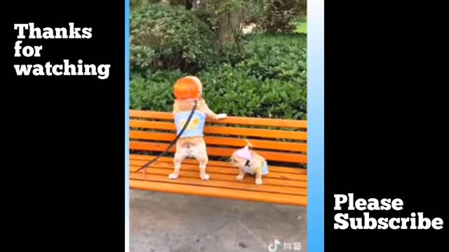 FUNNY VIDEOS /ANIMAL FUNNY VIDEOS/PETS FUNNY VIDEOS/CATS AND DOGS FUNNY VIDEO COMPILATION