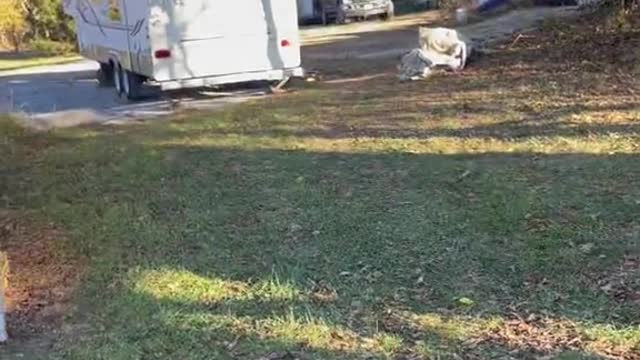 when he refuses to walk by a tarp