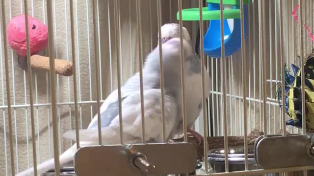 Larry the Parakeet asks Barry to “Give Kiss”