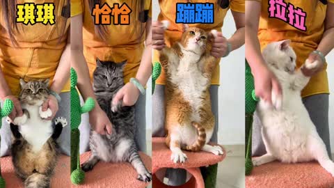 It's time for our silly cats to do the chicken cha-cha