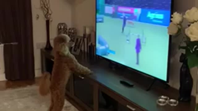 Smart Poodle Dog: Yes, I watch my favorite show🐶🐶🐶