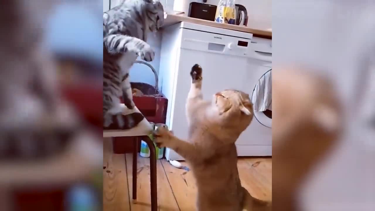 Cute Dogs And Cats That Will Make You Laugh 😂 - Funny Animals Compilation #3