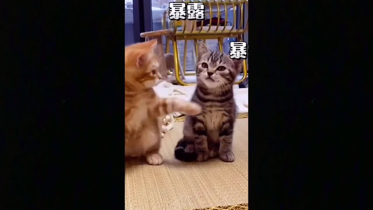 Omg So Cute Cats Best Funny Cat Videos 2021