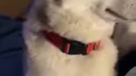 A dog who is scolded prefers to ignore his owner!