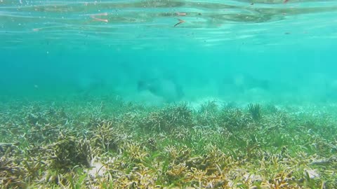 Green humphead parrotfish swarm swimming in shallow water of the lagoon