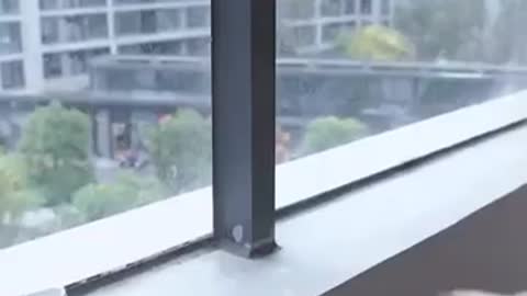 🐕Cute dog and smart dog funny🐕