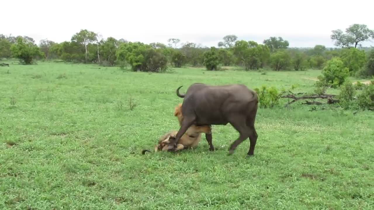 Fearless Male Lion attacks Buffalo Herd, ALONE!!!