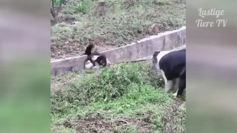 Best Funny Cats and Dogs Compilation xD