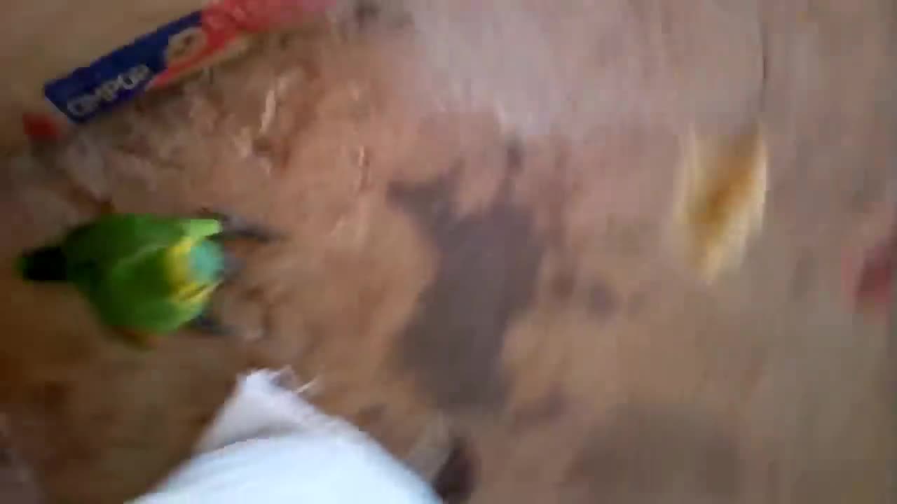 UFC of birds, fight between chick and parrot see what happened!
