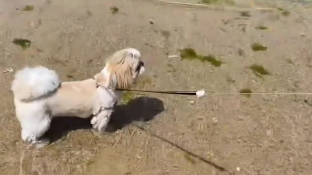 Puppies and puppy funny dog video