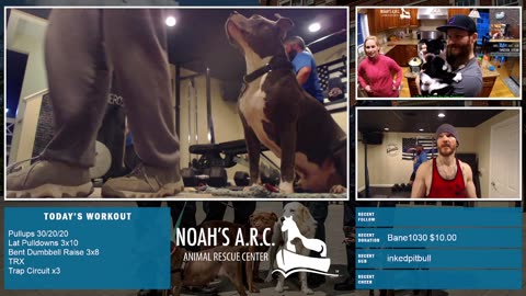 Gym Session w/Hank-a-Tank & Dufus [Week 6] - Back & Traps // Animal Rescue Stream :)