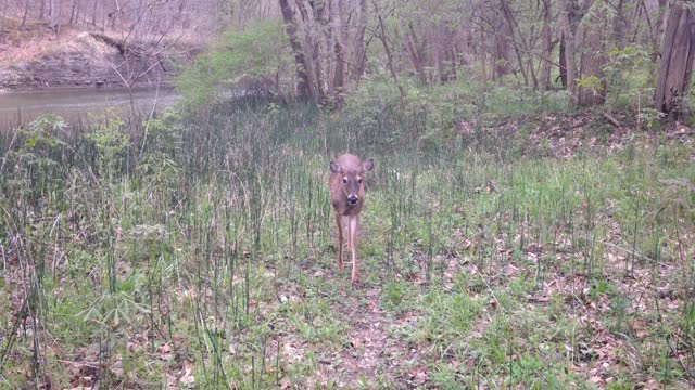 Young Buck Wants Attention