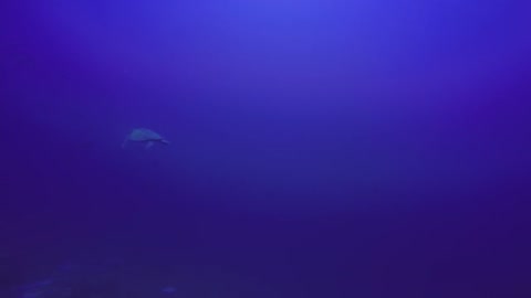 Curious sea turtle swims up to camera to take a bite