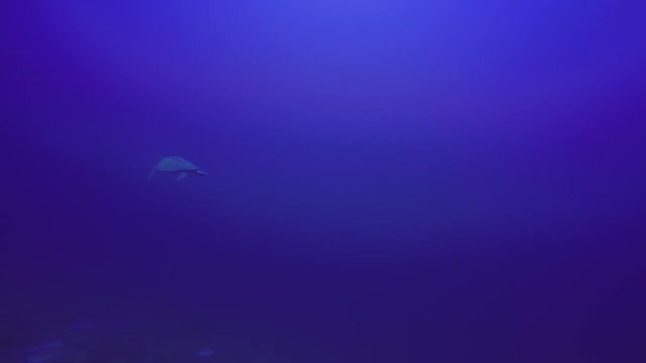 Curious sea turtle swims up to camera to take a bite