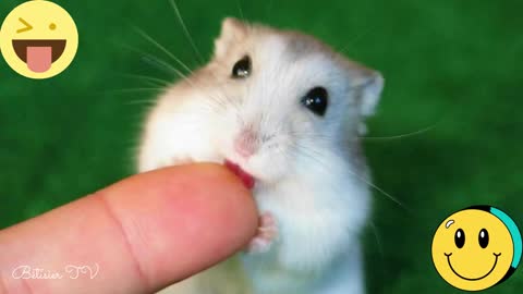 Cute and funny hamsters