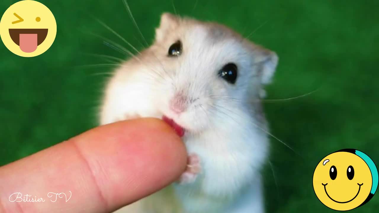Cute and funny hamsters