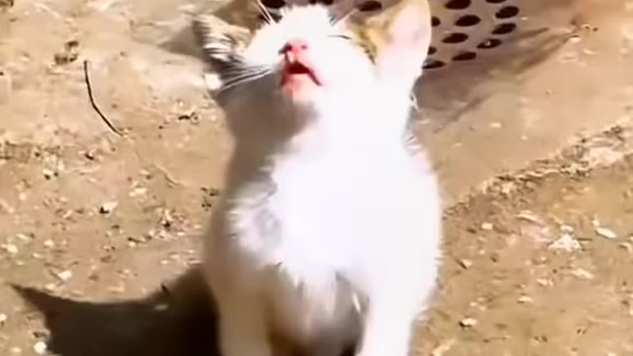 Funny cat