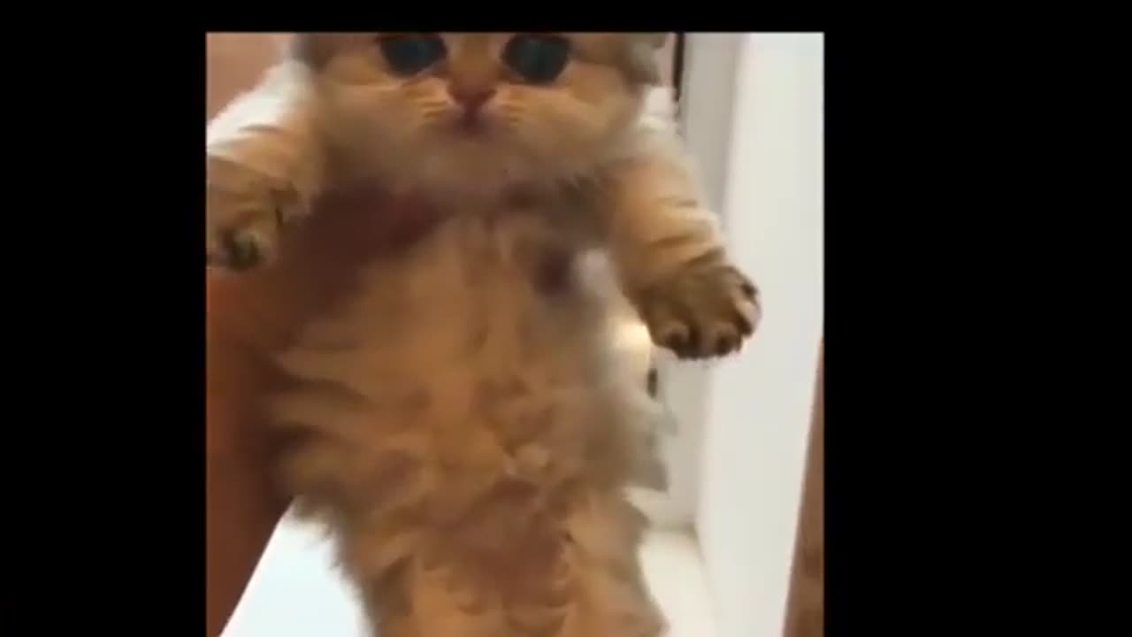 Funny cat video compilation V.5