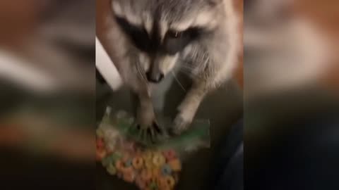 Just a funny raccoon