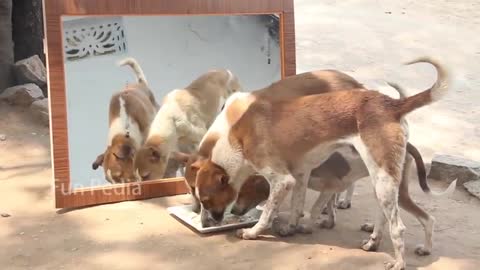 Mirror prank for dog hilarious reaction