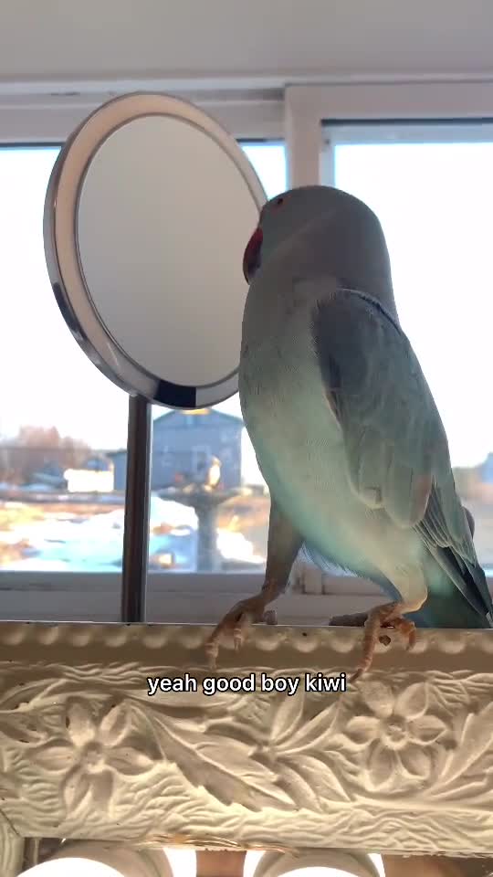 Come on baby 🥰🥺 irn parrot mybaby canada novascotia doritosflatlife