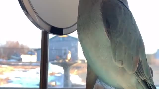 Come on baby 🥰🥺 irn parrot mybaby canada novascotia doritosflatlife