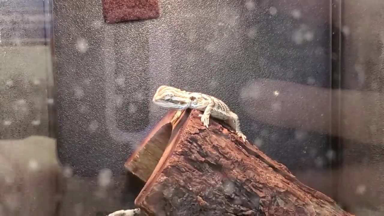 EXPLORING PETSMART ! ANIMAL FRIENDS EVERYWHERE!