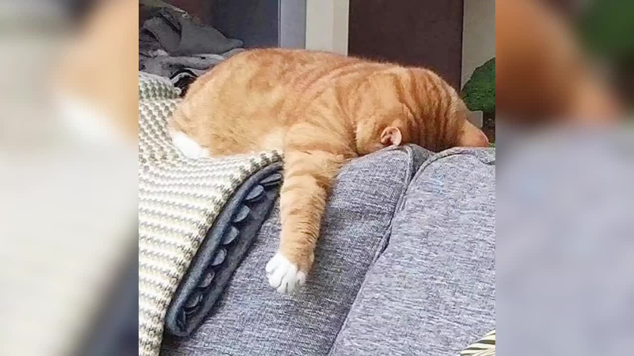 Cute lazy cat